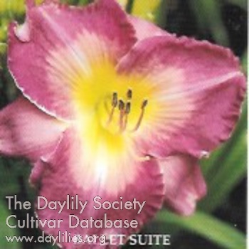 Daylily Ballet Suite
